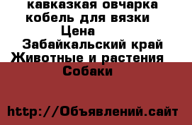 кавказкая овчарка кобель для вязки › Цена ­ 1 - Забайкальский край Животные и растения » Собаки   